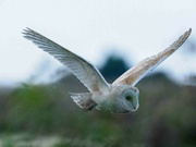 21st Jul 2023 - Barn Owl