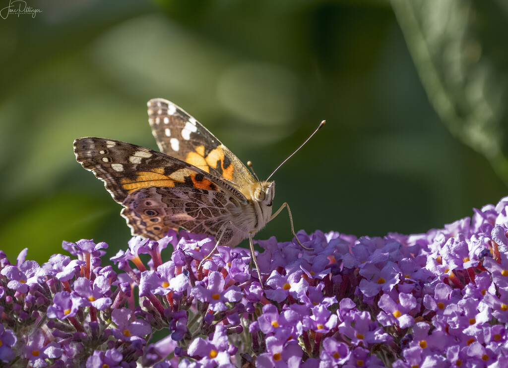 Skipper or Painted Lady on the Butterfly Bush  by jgpittenger