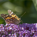 Skipper or Painted Lady on the Butterfly Bush  by jgpittenger