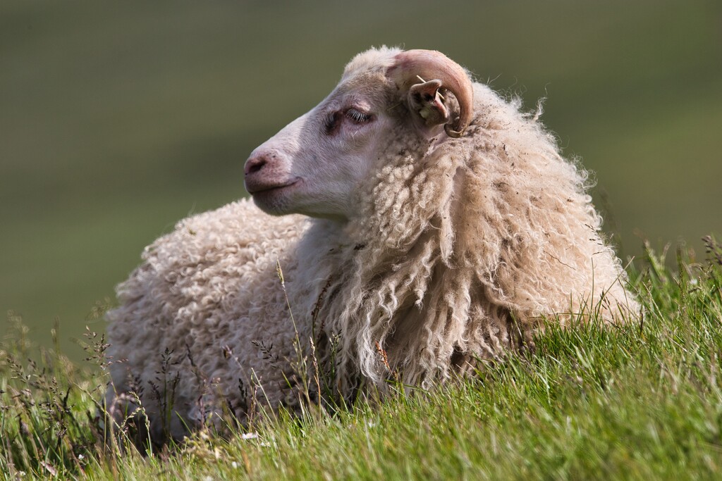 Lamb by okvalle