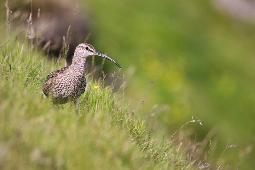Whimbrel by okvalle