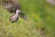 21st Jul 2023 - Whimbrel