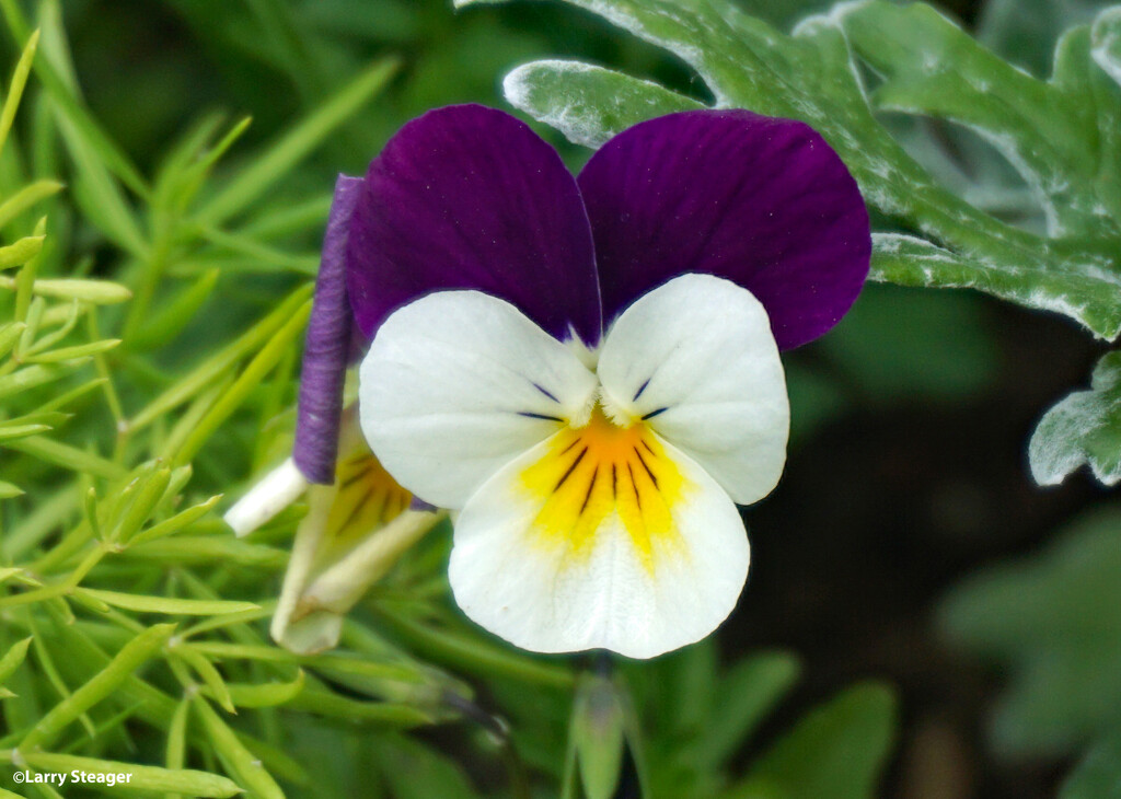 Happy face flower by larrysphotos