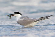 21st Jul 2023 - Sandwich Tern at the beach