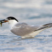 Sandwich Tern at the beach by photographycrazy
