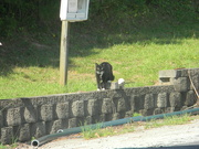 21st Jul 2023 - Cat in Equipment Yard 