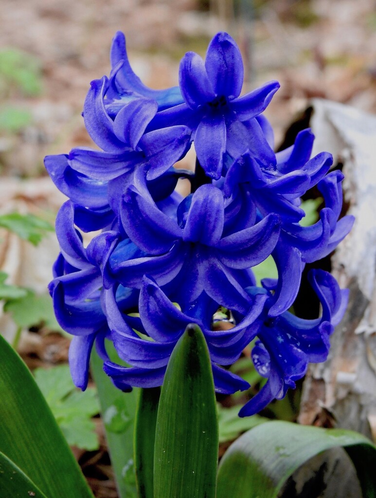 Hyacinth by sunnygreenwood