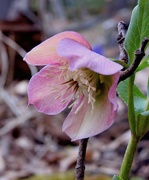 22nd May 2019 - Hellebore