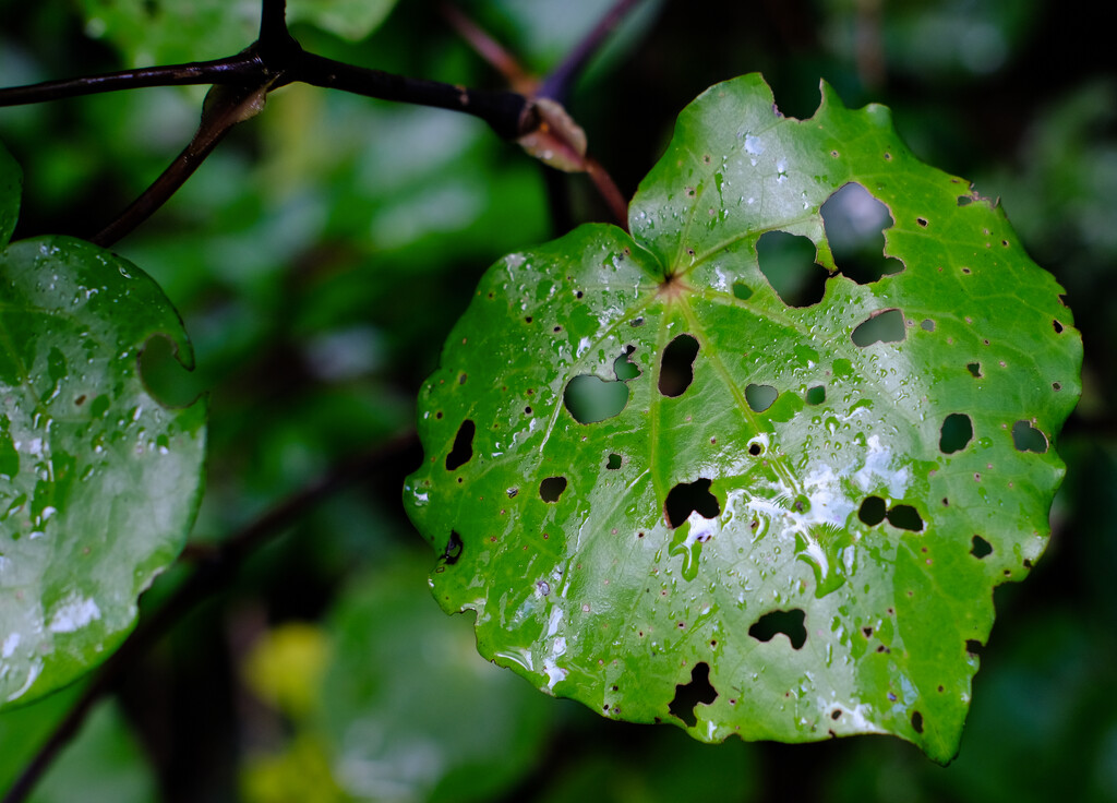 Rain forest kawakawa by brigette