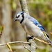 Blue Jay by sunnygreenwood