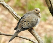 26th May 2019 - Mourning Dove