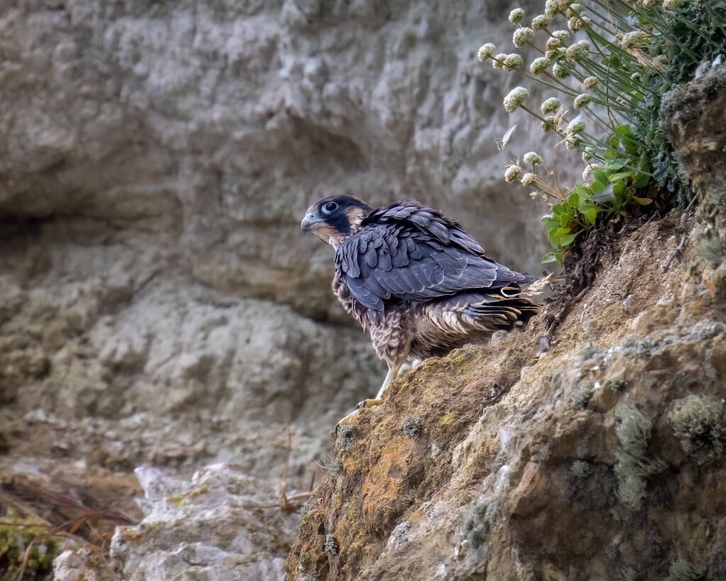 Juvenile Peregrine Falcon by nicoleweg