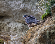 22nd Jul 2023 - Juvenile Peregrine Falcon