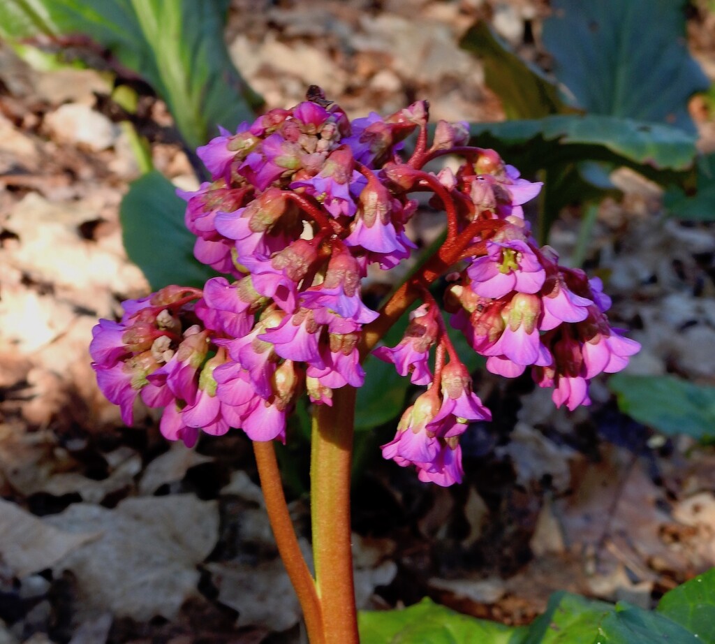 Bergenia by sunnygreenwood