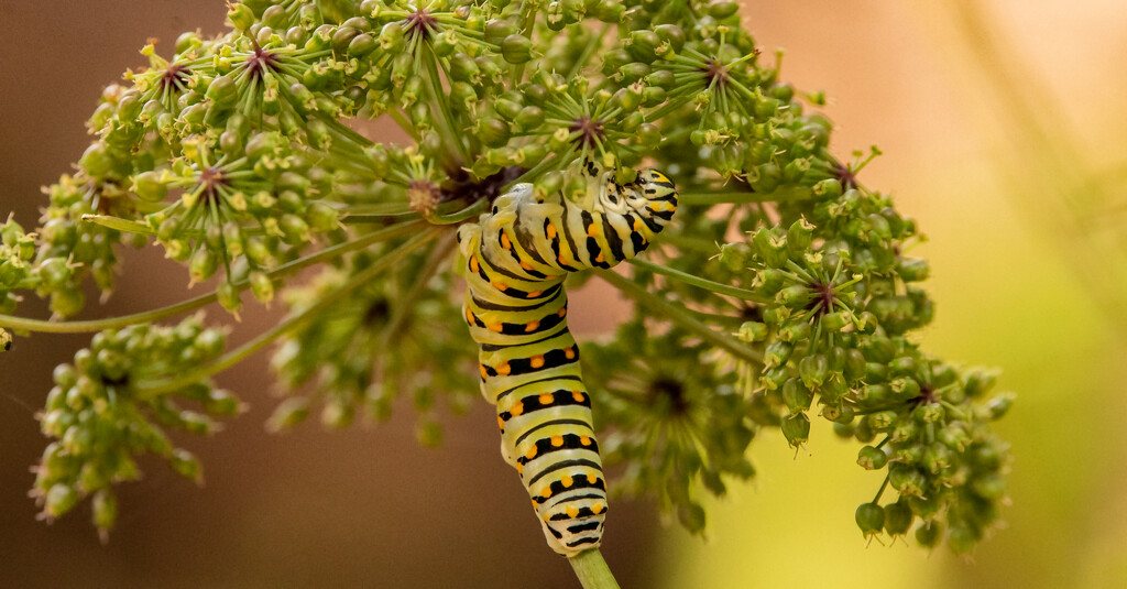 Caterpillar! by rickster549