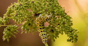 21st Jul 2023 - Caterpillar!