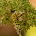 Caterpillar! by rickster549