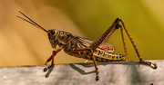 21st Jul 2023 - Eastern Lubber Grasshopper!