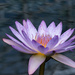 Day Waterlily by lsquared