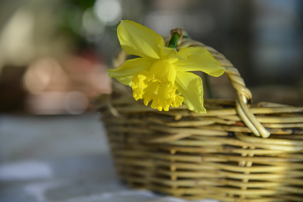Daffodil by jeneurell