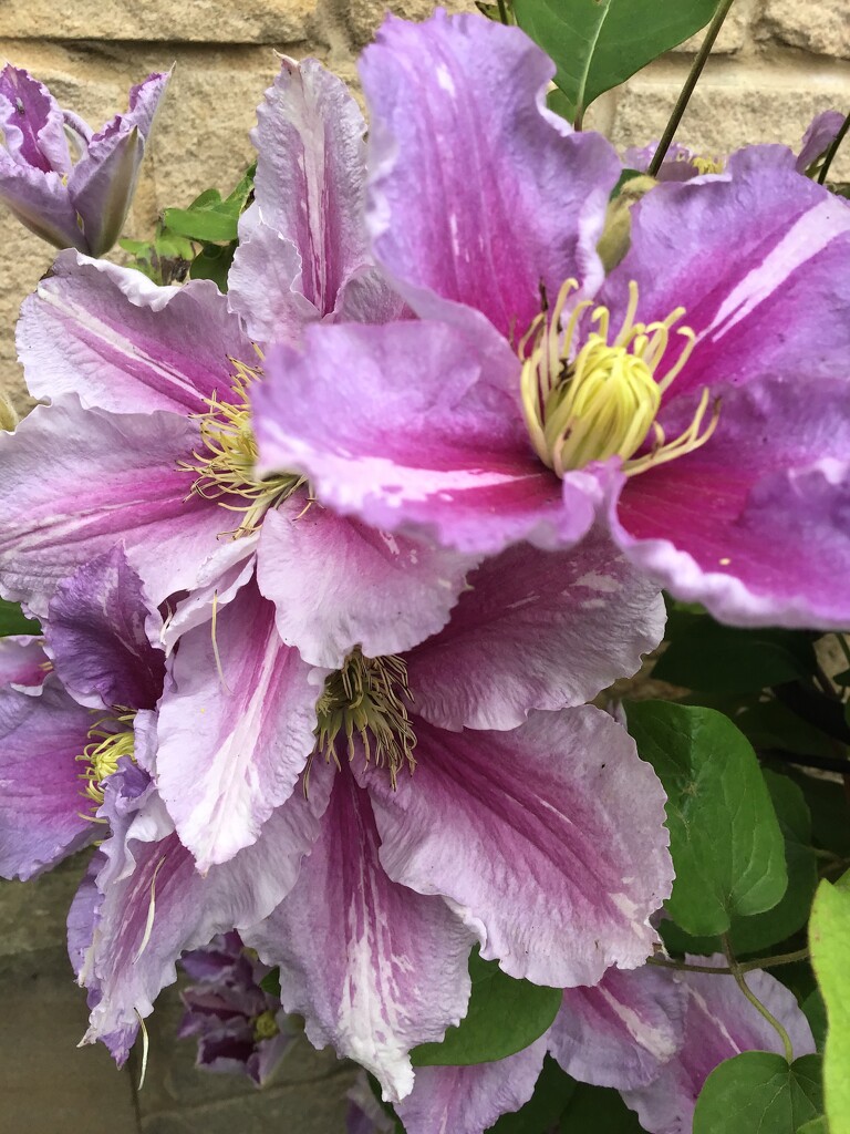 Clematis by jab