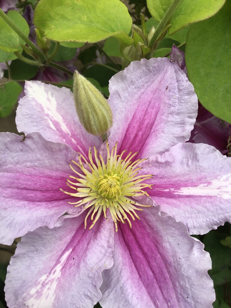 Clematis  by jab