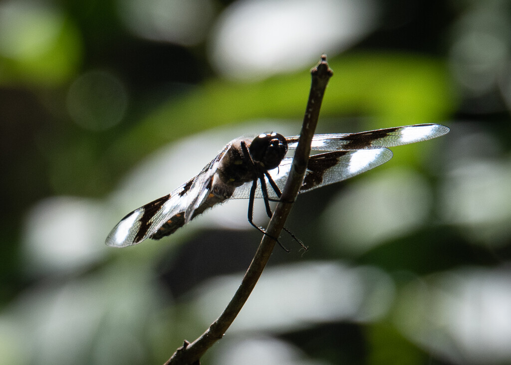 This dragonfly is watching me... by epcello