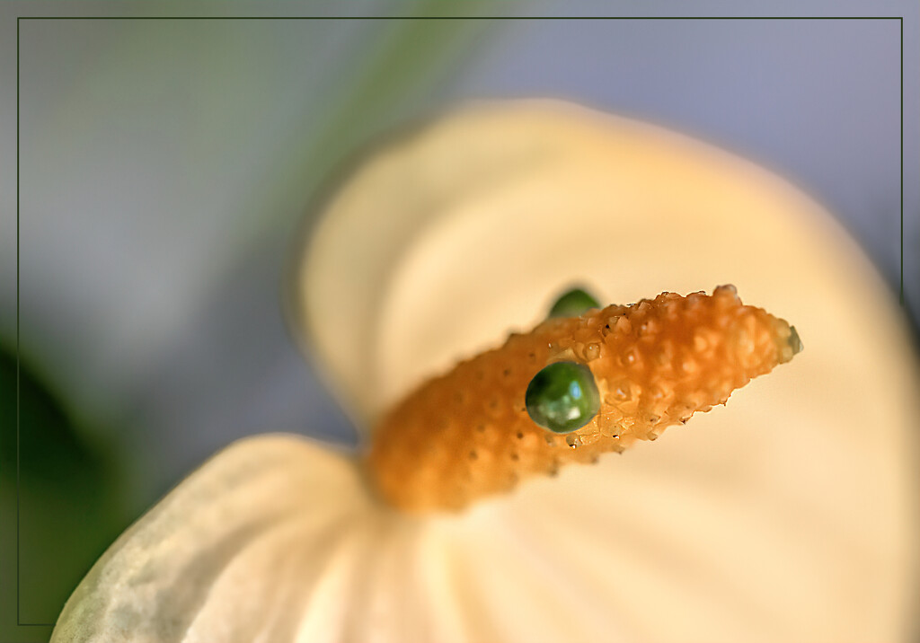 Anthurium mouse   by ludwigsdiana