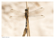 30th Jun 2023 - Dragonfly