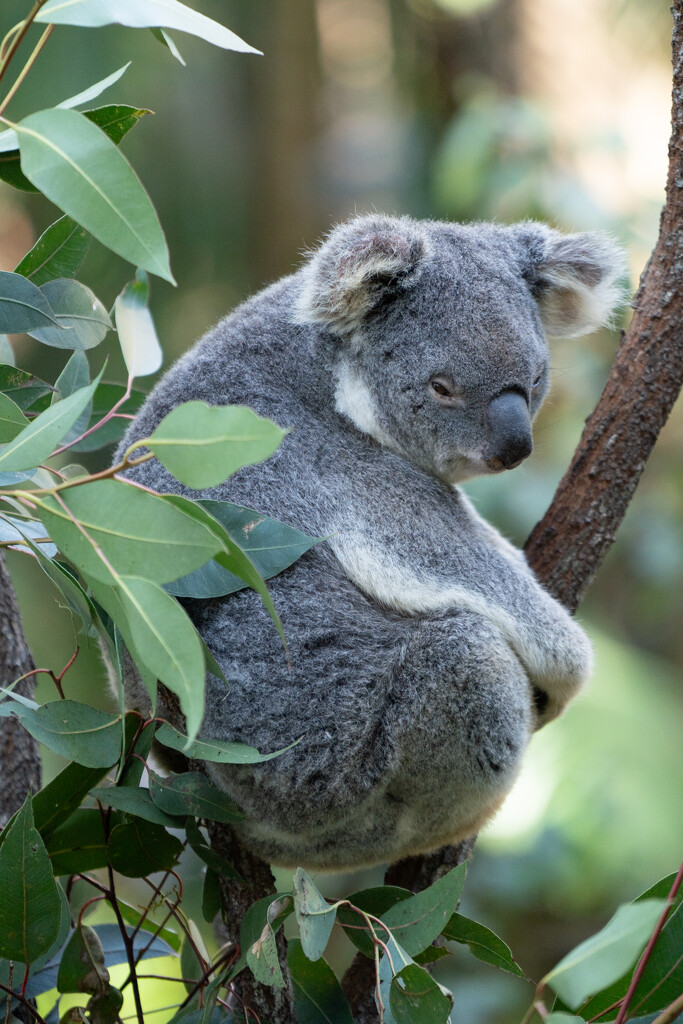 Koala  by sugarmuser