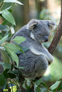 19th Jul 2023 - Koala 