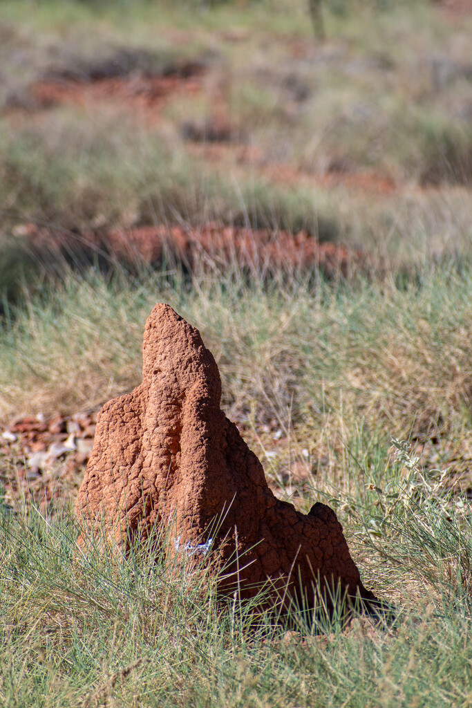 Termite mound and Spinifex grass by nannasgotitgoingon