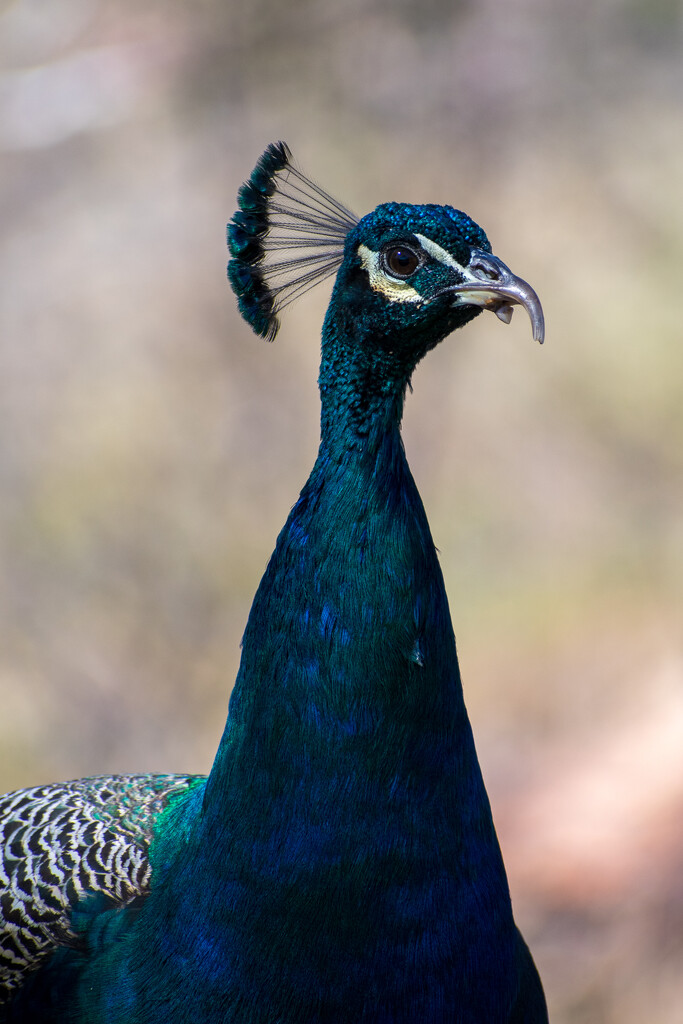 Peacock by nannasgotitgoingon