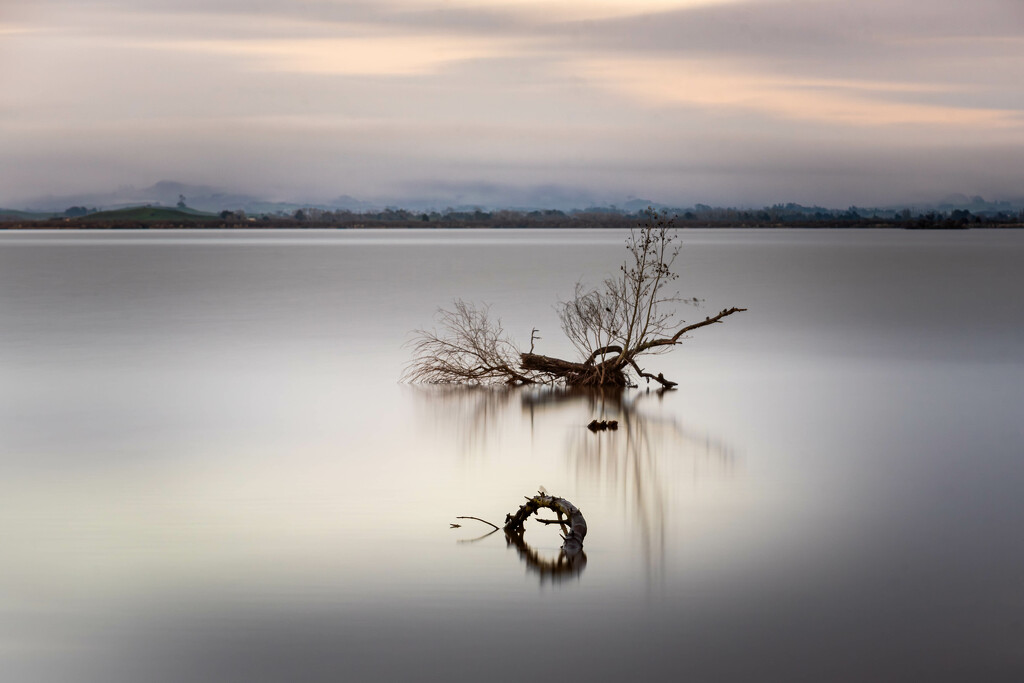 Dead trees in the lake by nickspicsnz
