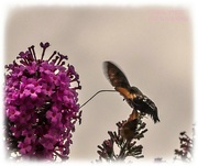 22nd Jul 2023 - Hummingbird Hawk Moth,A Very Brief Visit