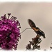 Hummingbird Hawk Moth,A Very Brief Visit by carolmw