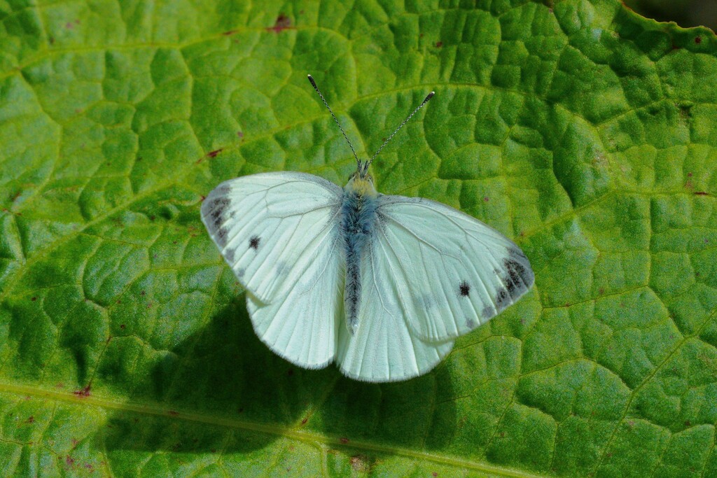 SMALL WHITE  by markp