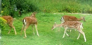 21st Jul 2023 - Fallow Deer