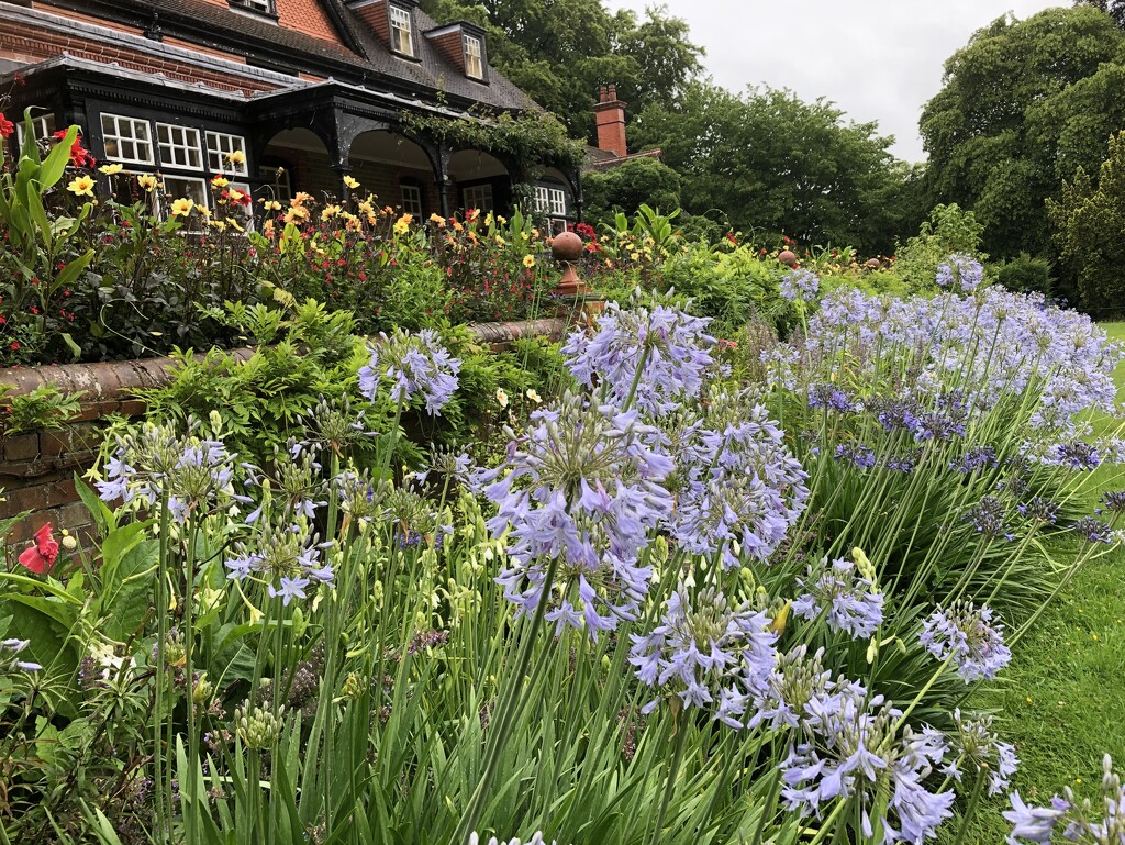 Agapanthus and Dahlias at Hergest Croft by susiemc