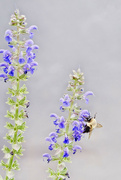 22nd Jul 2023 - Bumblebee on Sage in High Key
