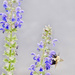 Bumblebee on Sage in High Key by k9photo