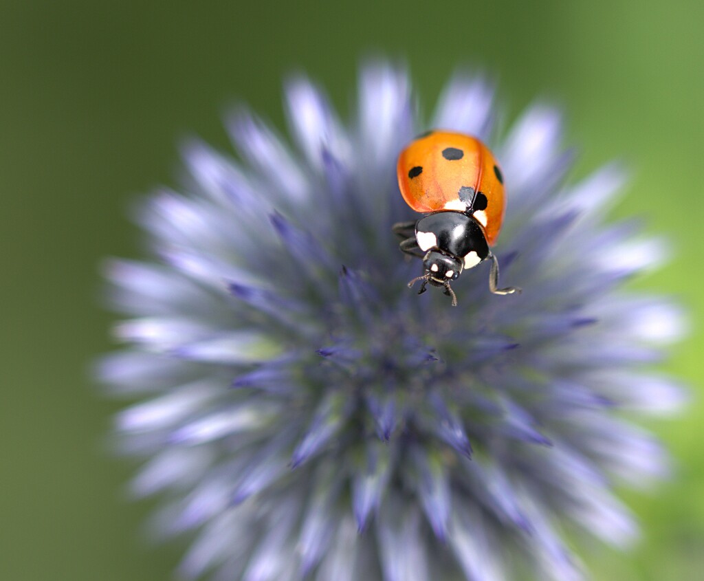 ladybird by ollyfran