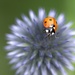 ladybird by ollyfran