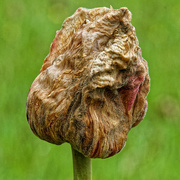 22nd Jul 2023 - 0722 - A tulip that's seen better days