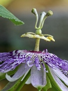 23rd Jul 2023 - Passiflora incarnata...