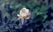 22nd Jul 2023 - Summer rose bloom artistic