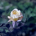Summer rose bloom artistic by larrysphotos