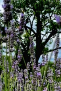 22nd Jul 2023 - Lovely lavender 