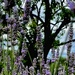 Lovely lavender  by rensala