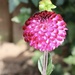 Pink Dahlia  by jeremyccc